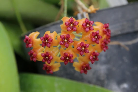 hoya benguetensis YHB-05