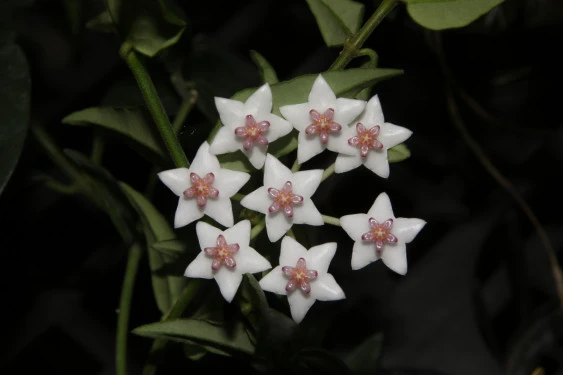 hoya bella YHB-02