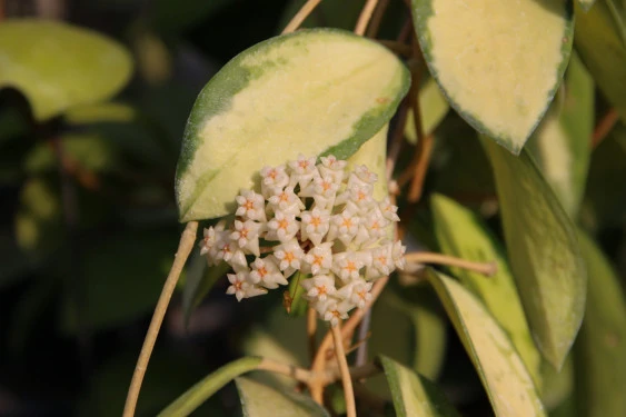 hoya acuta variegata(內藝) YHA-18