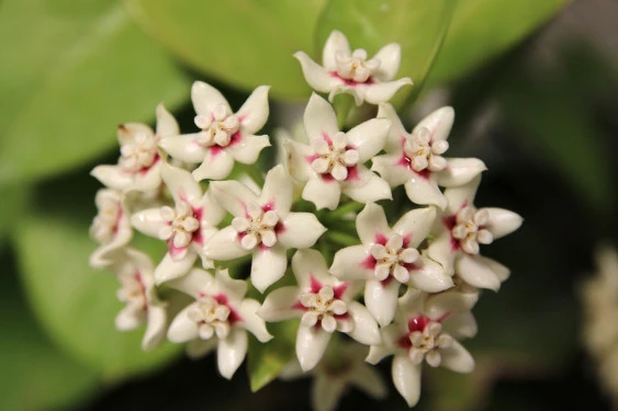Hoya australis YHA-09