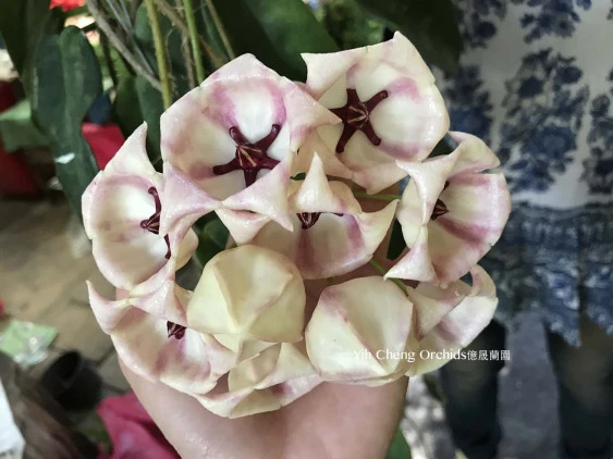 Hoya archboldiana white YHA-08