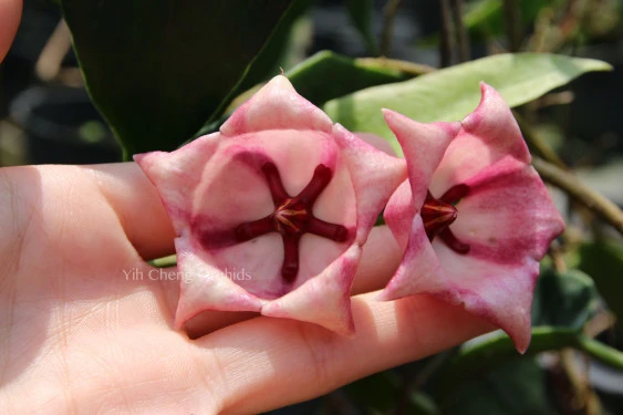 Hoya archboldiana pink YHA-07