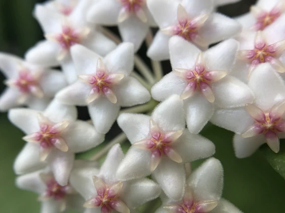 Hoya anulata YHA-06