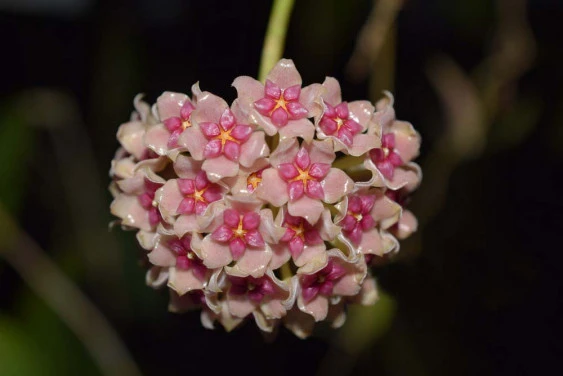 Hoya aldrichii YHA-04