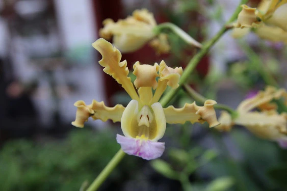 Schomburgkia thomsoniana 'Yellow'  CAP030