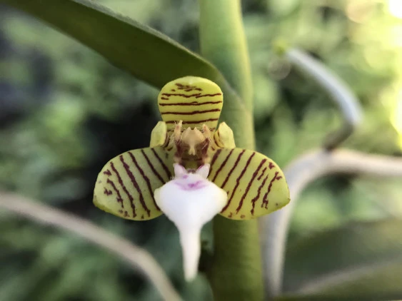 Tricoglottis geminata  CAP031