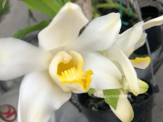 Chysis bractescens  CAP032