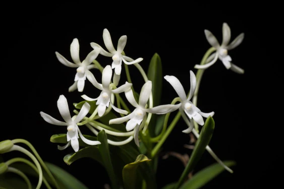 Neofinetia falcata CAP039 CAP039