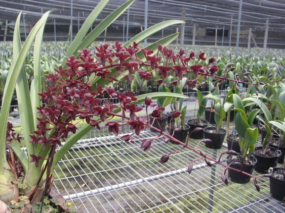 Cym. Little Black Sambo'Black Magic'  CAP041 CAP041