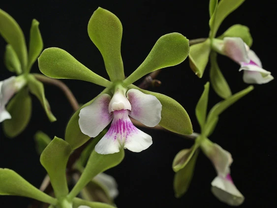 Epi.floribundum   CAP044 CAP044