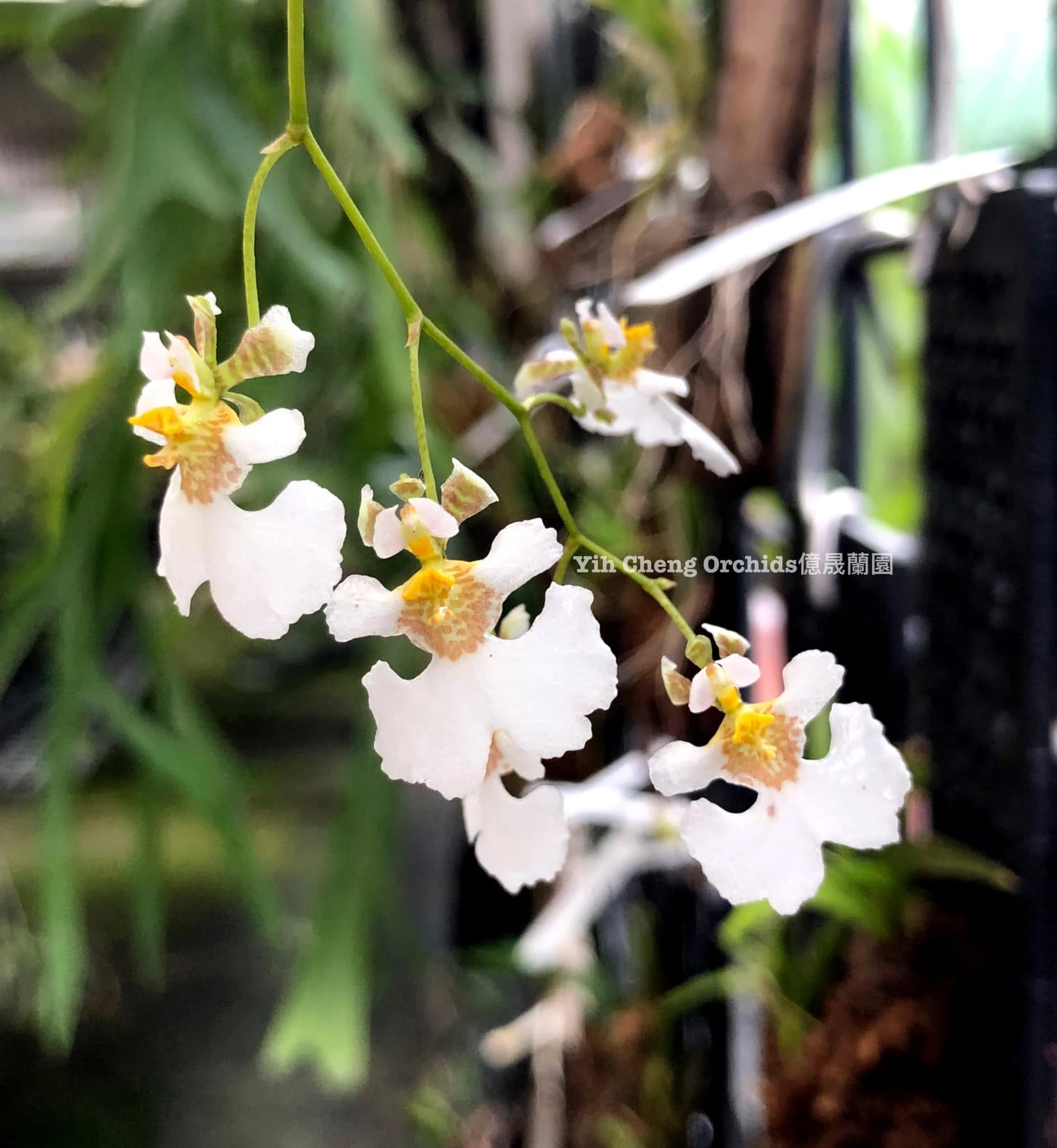 Tolumnia variegata