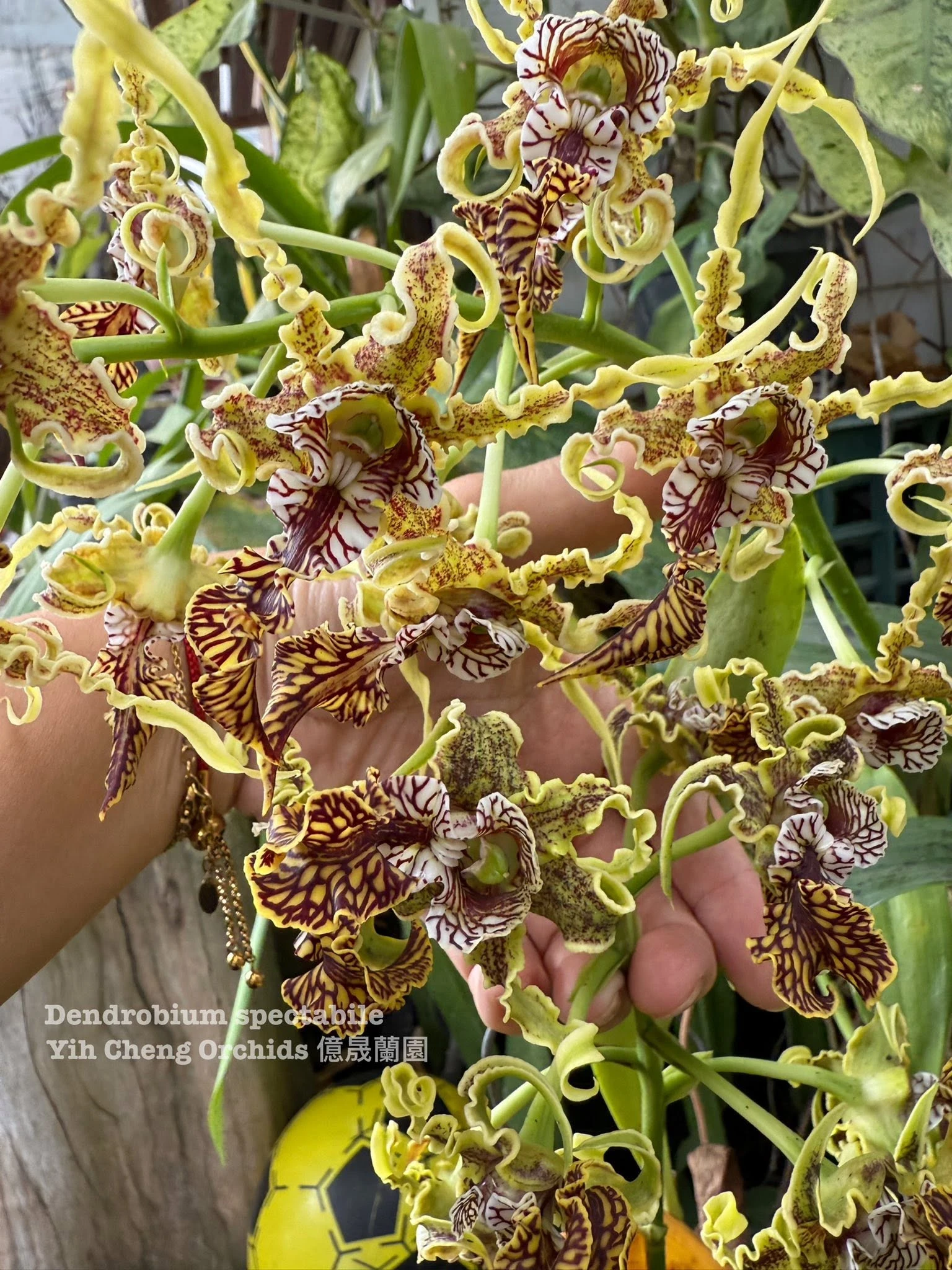 Dendrobium spectabile