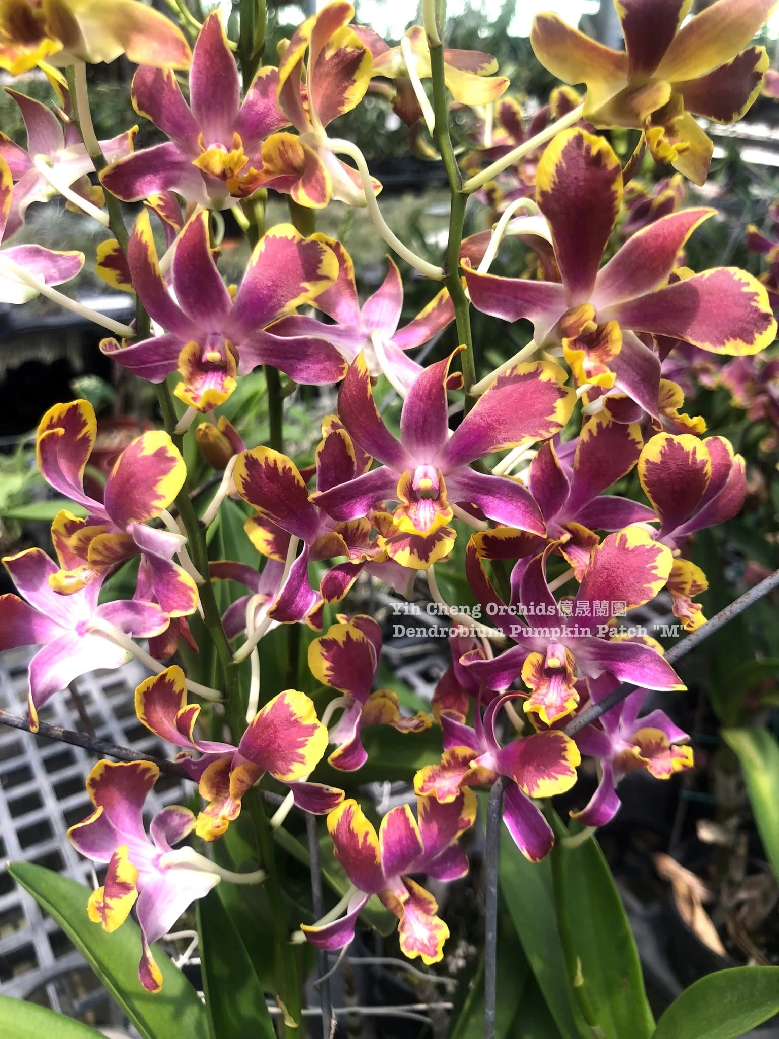 Dendrobium Pumpkin Patch 