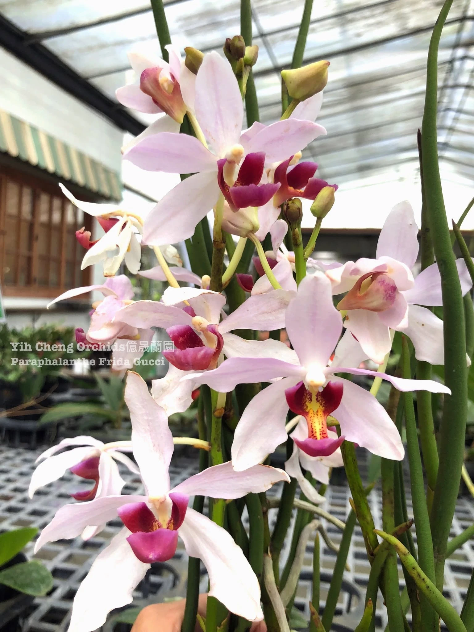 Paraphalanthe Frida Gucci  (Paraphalanthe De La Salle × Parap. laycockii)