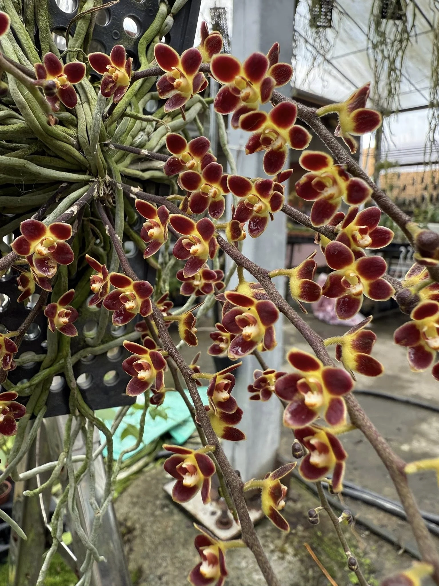 Chiloschista lunifera