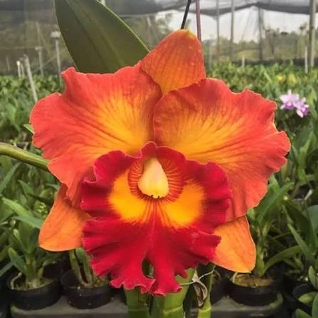 Rlc. Nakornchaisri Delight 