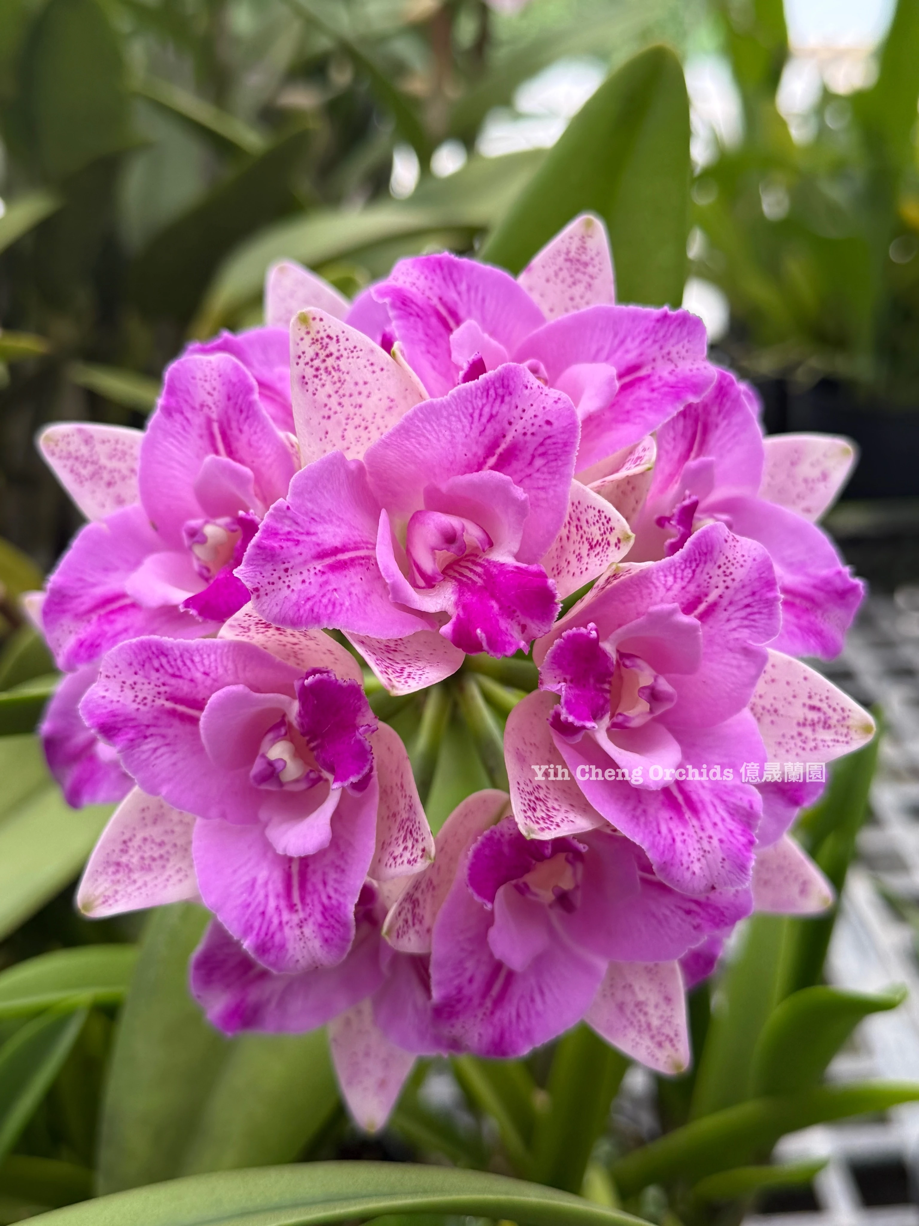 C. Monte Elegante 'Sin Pu' - 新埔