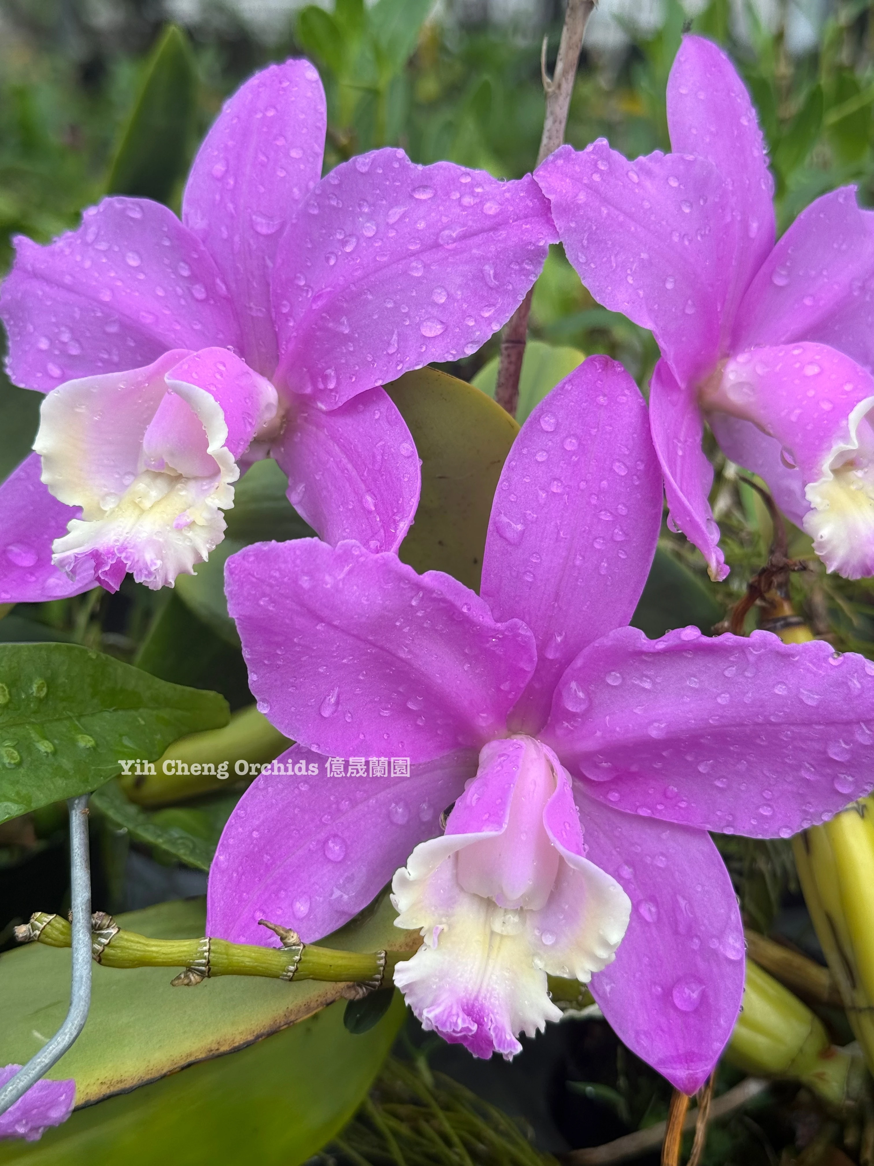 C. loddigesii