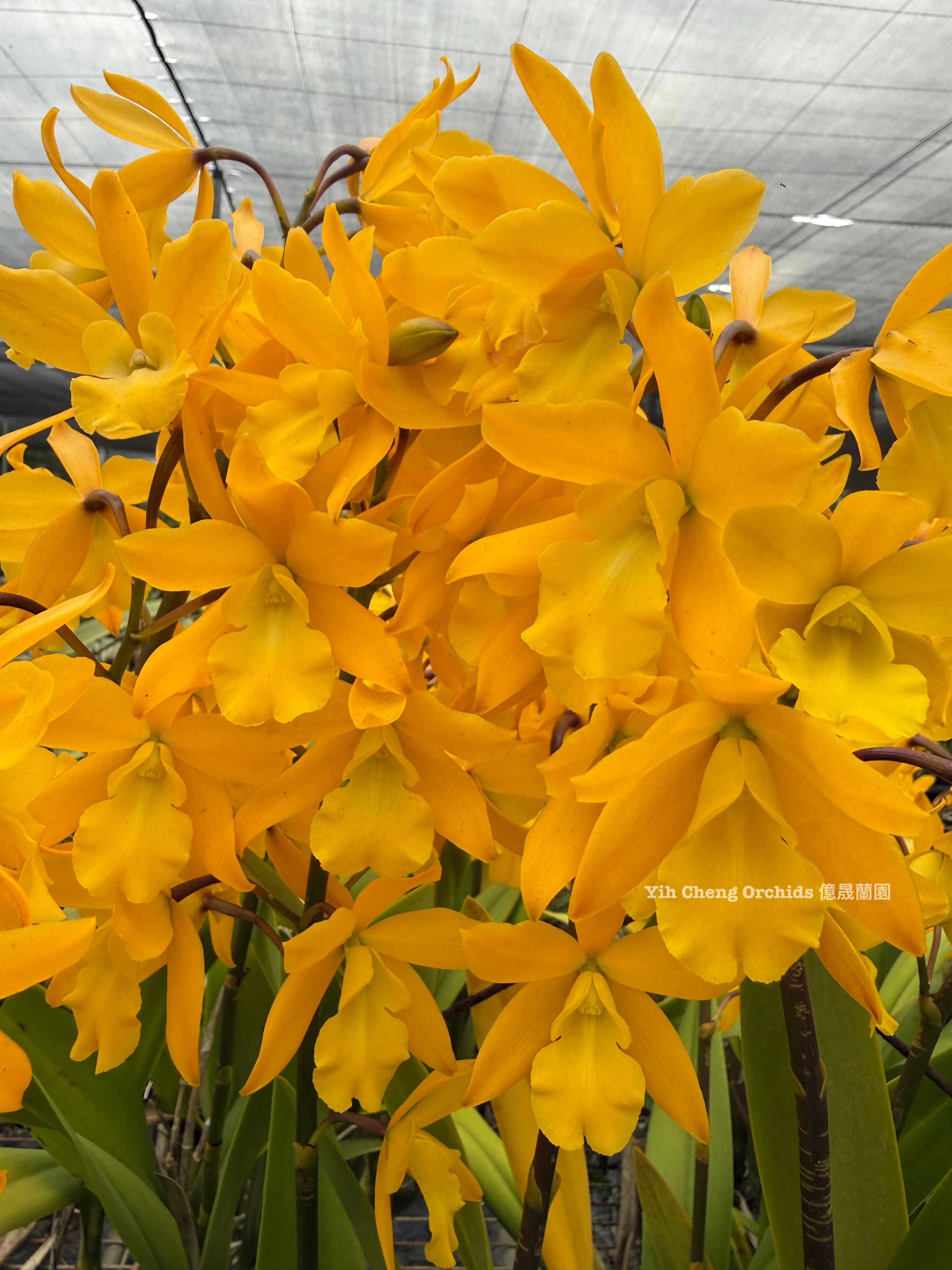 Enanthelya Golden Sunburst - 黃金樹