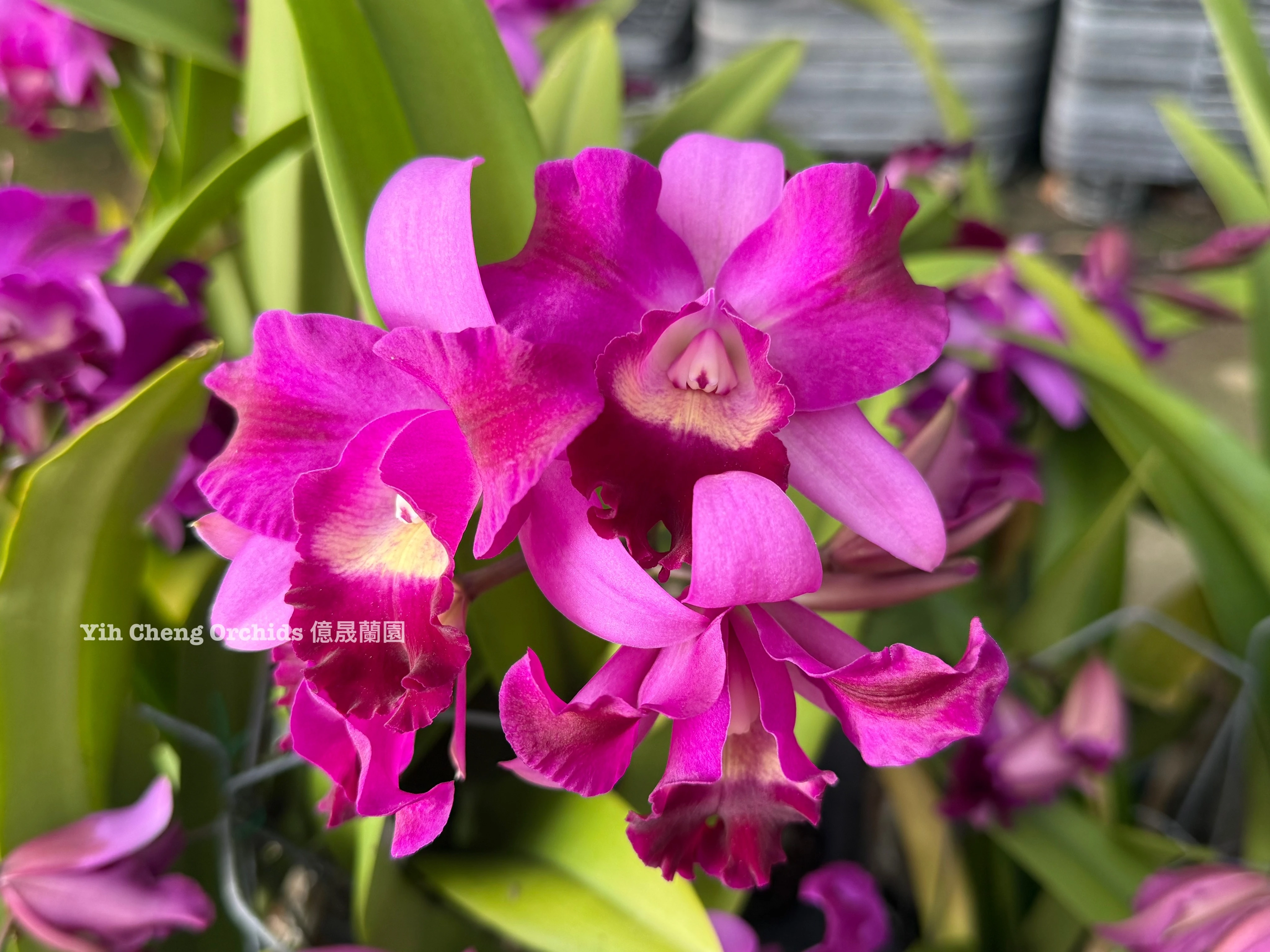 Ctt.Tristar Bouquet (C.Rosette Warland × Ctt.Chocolate Drop)