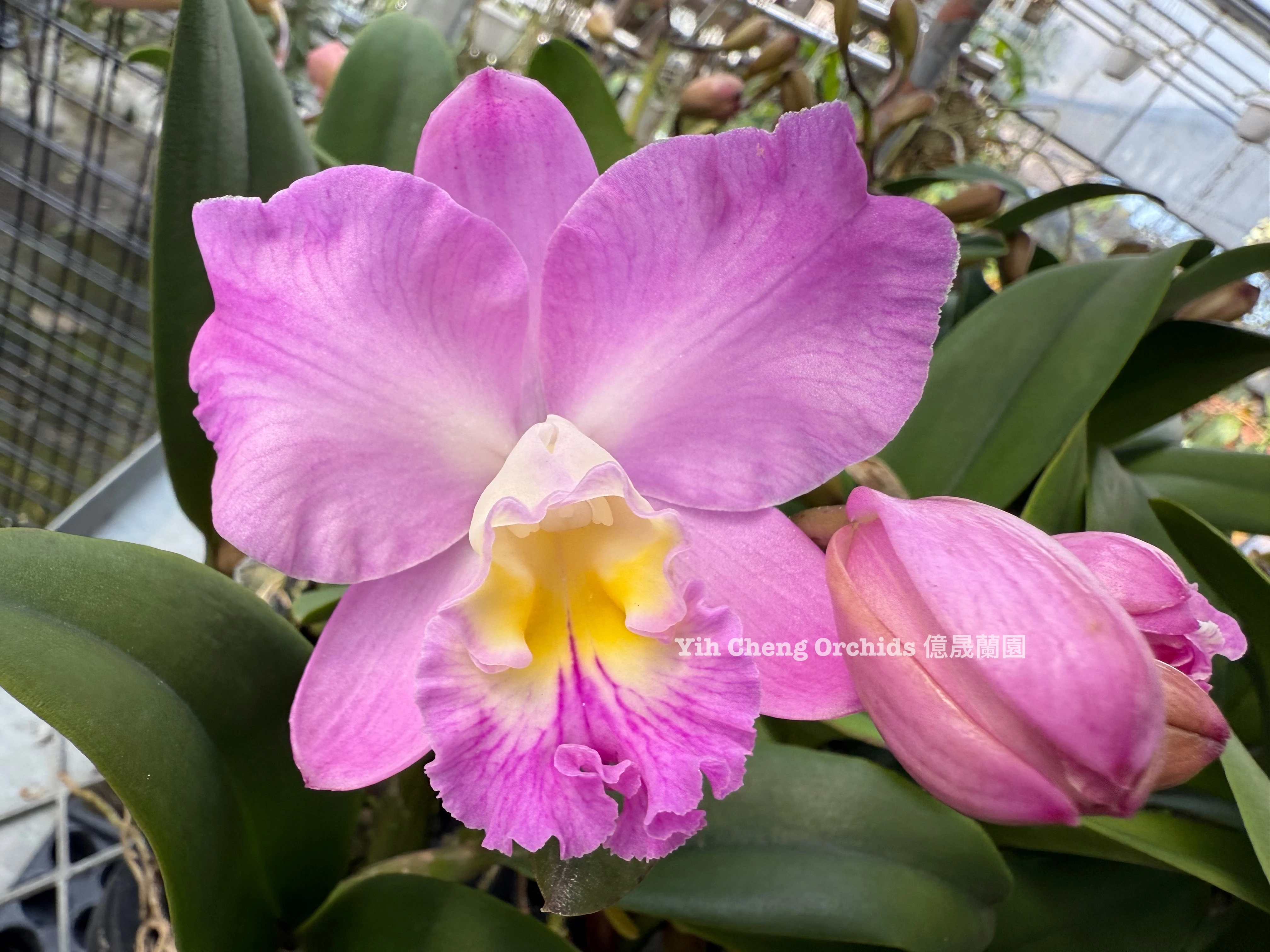Ctt.Doris and Byron 'Christmas Rose' - 聖誕玫瑰