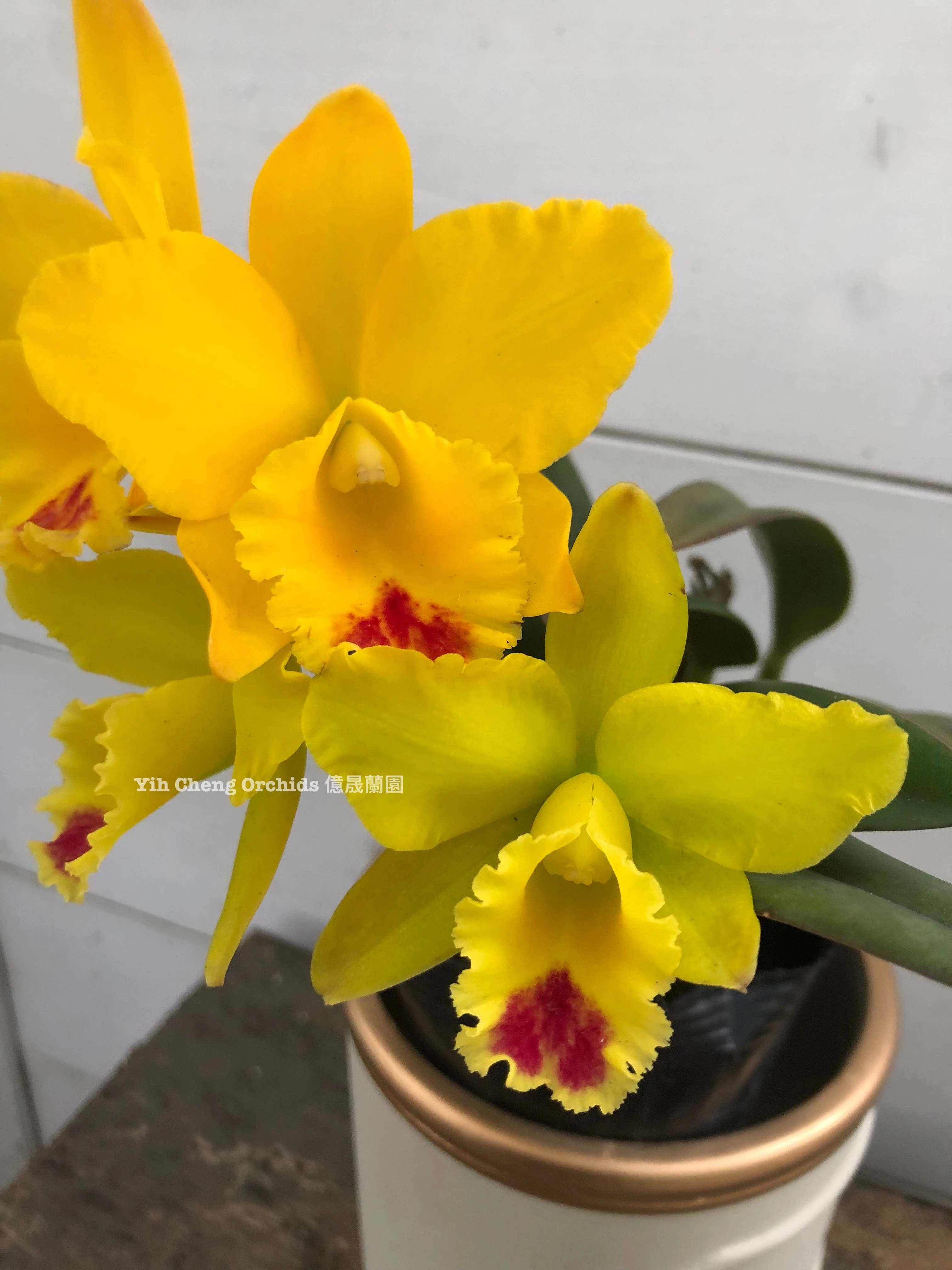 Blc.Husky Boy 'Romeo' - 羅密歐