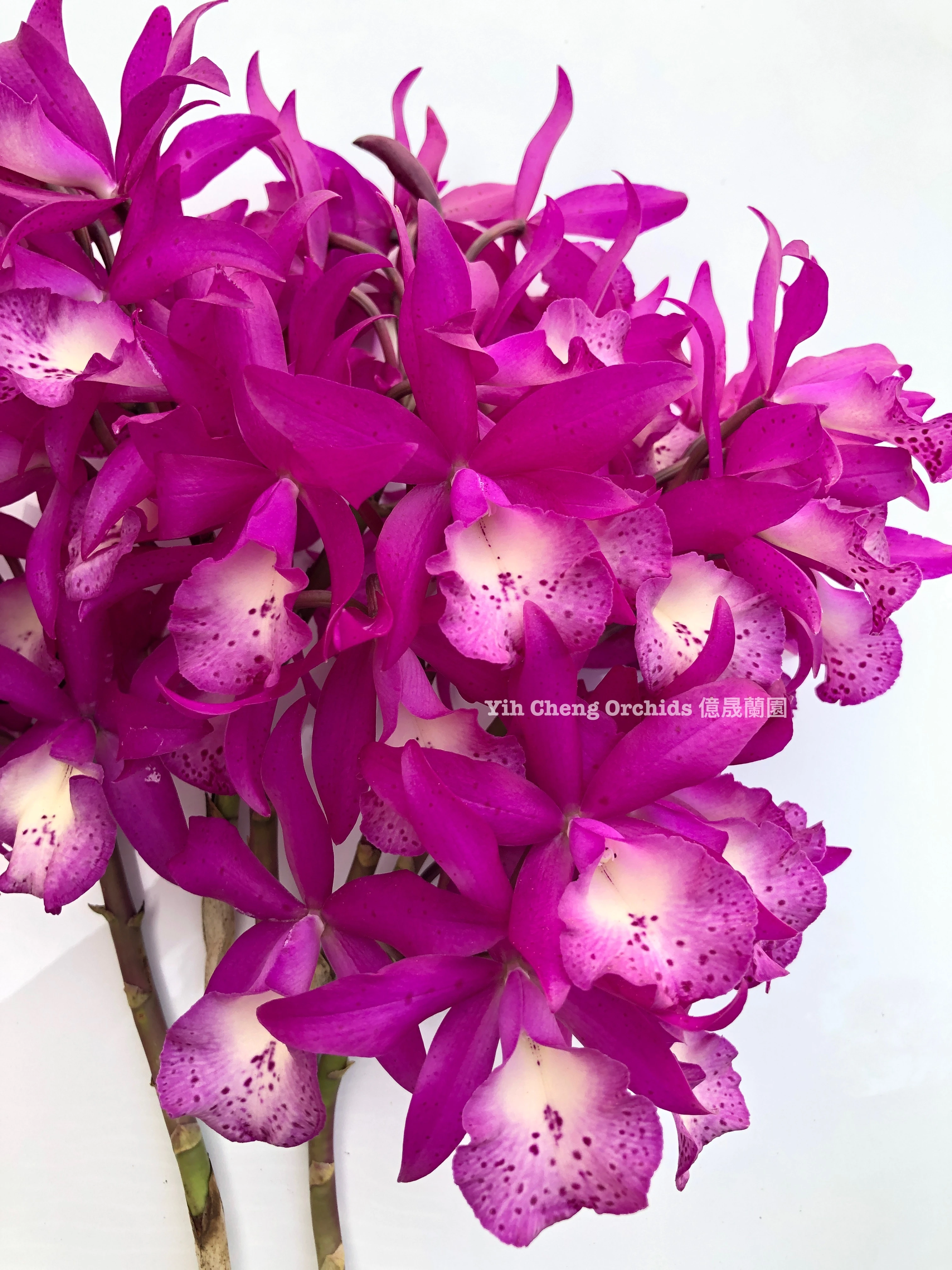 Brassocatanthe Taiwan Mermaid - 台灣美人魚