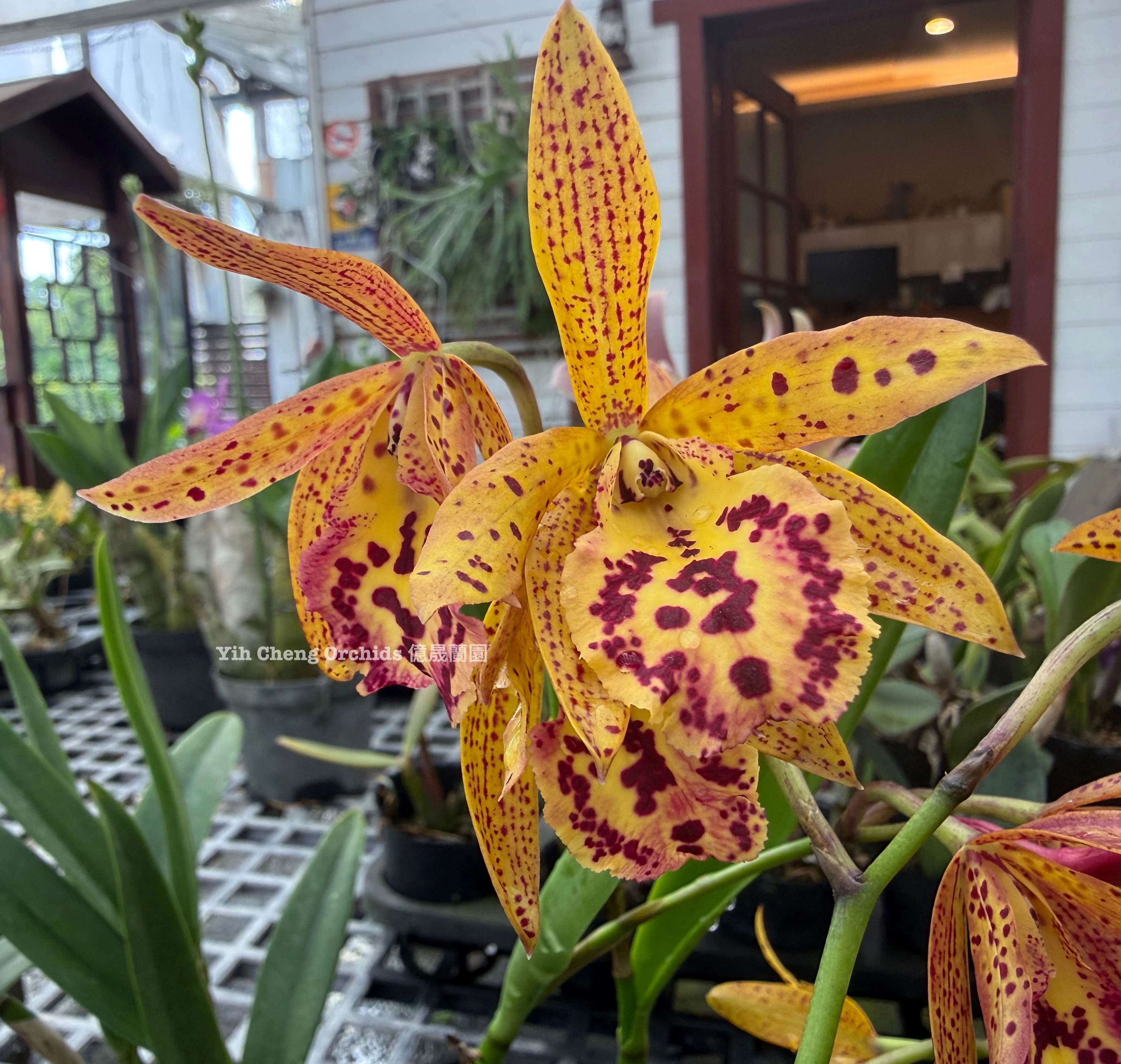 Blc.Rustic Spots ‘H&R’ - 鄉村景點