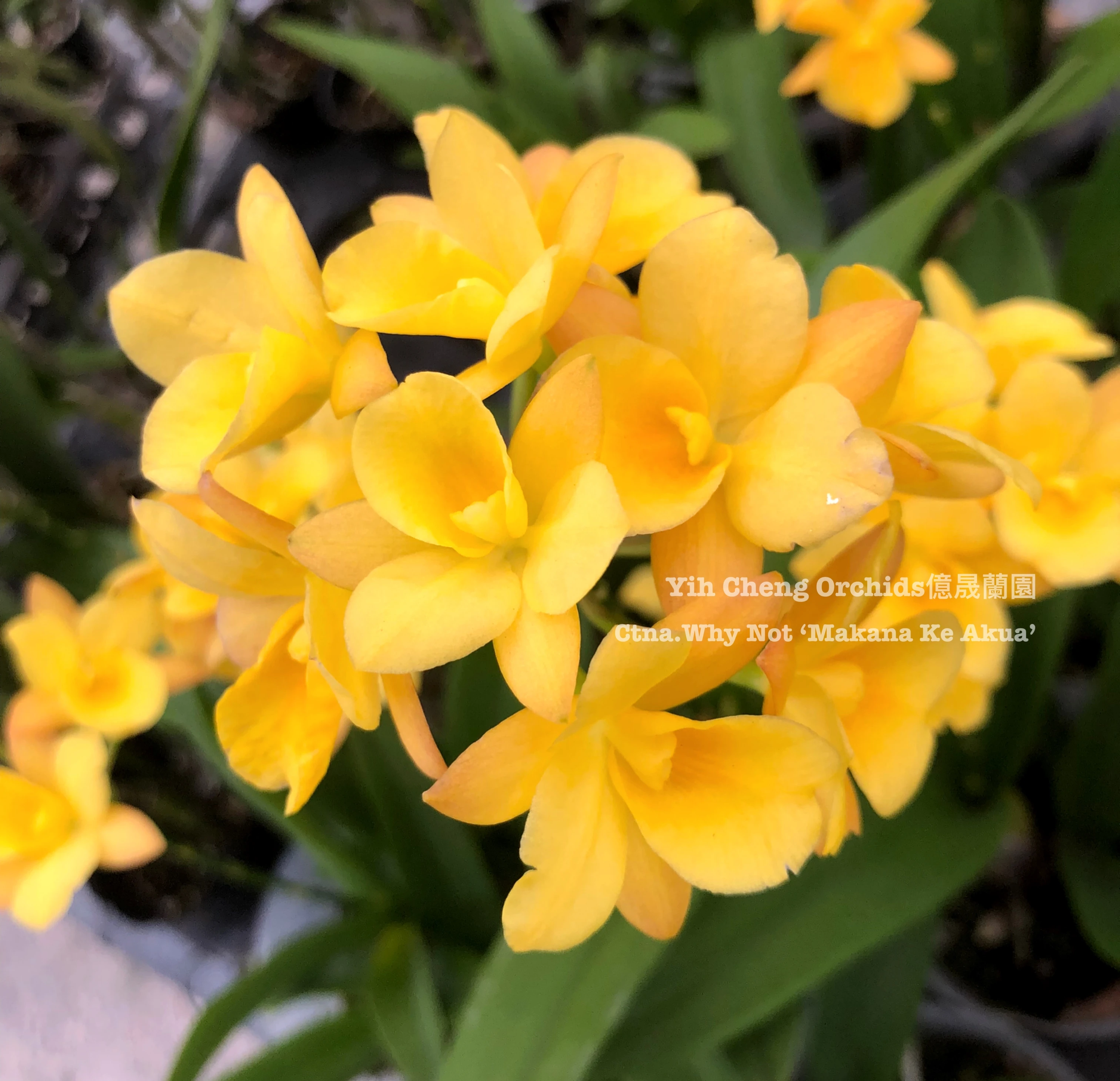 Cattleytonia Why Not ‘Makana Ke Akua’