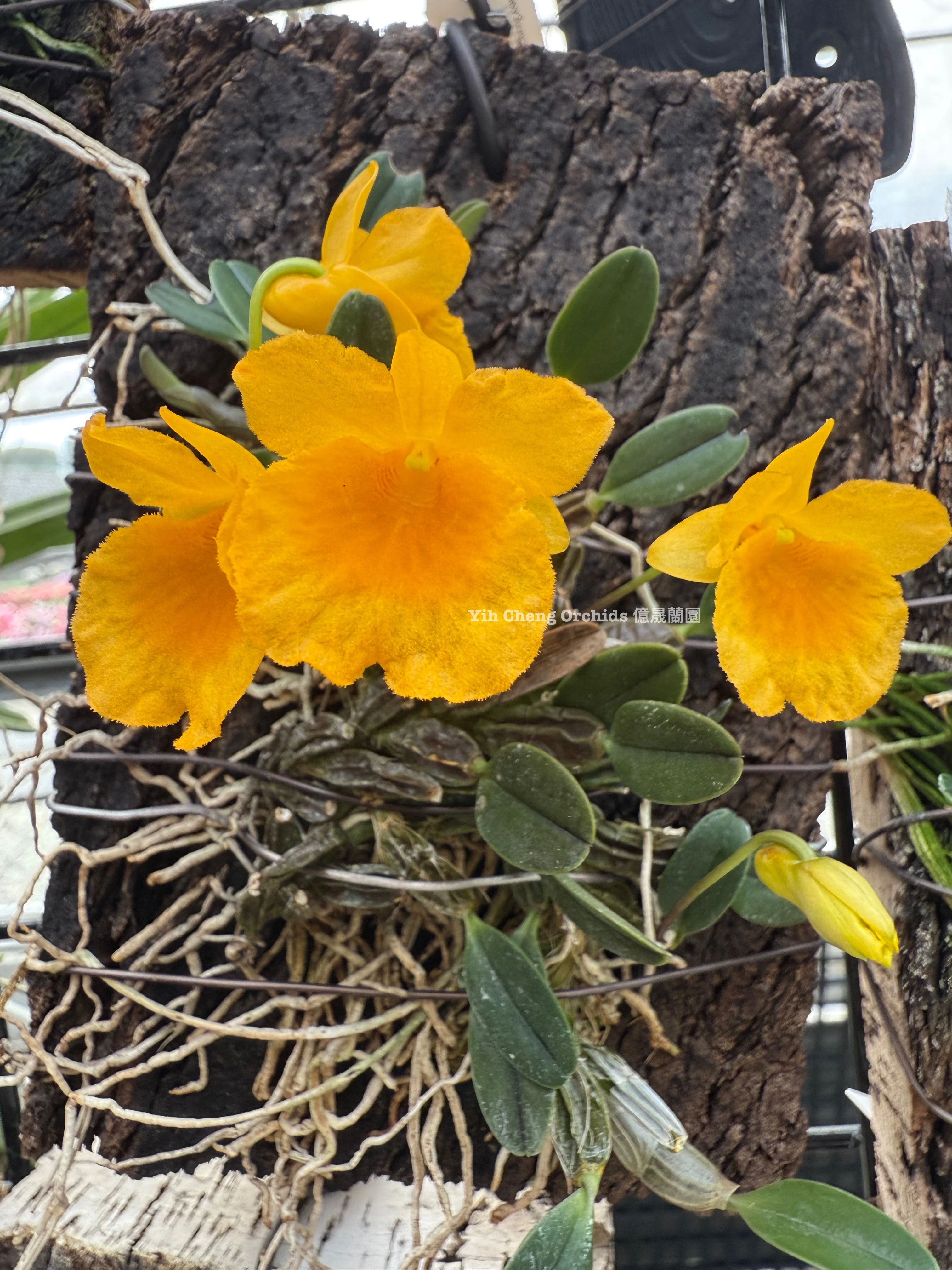 Dendrobium lindleyi (Dendrobium aggregatum) - 錢幣石斛/聚石斛