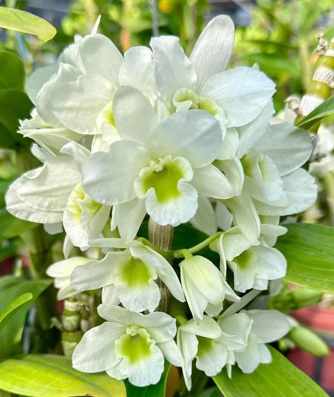 Den.Spring Jewel 'Miki' - 米奇