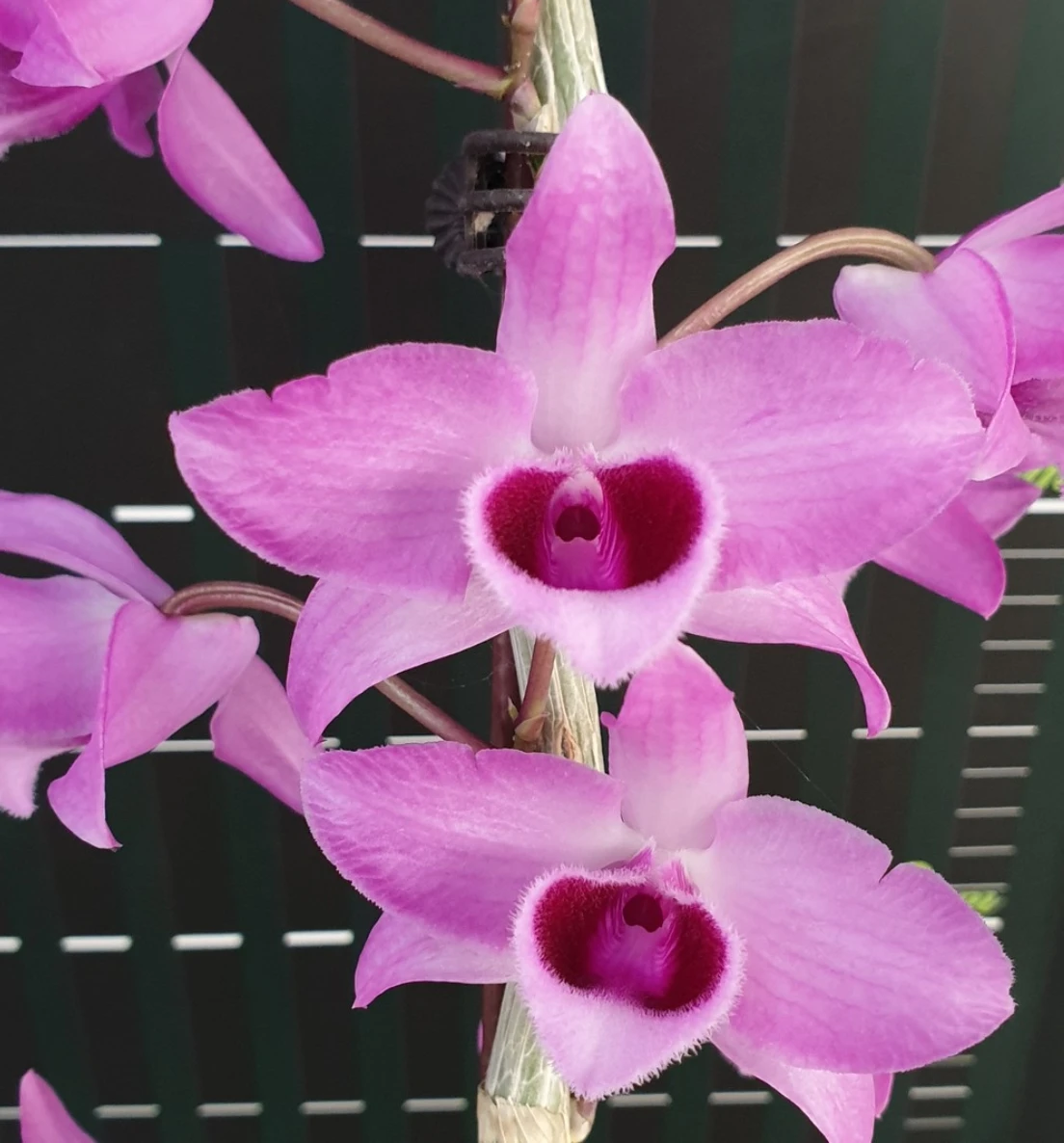 Den. Nestor 'Variegated Dragon' - 藝龍