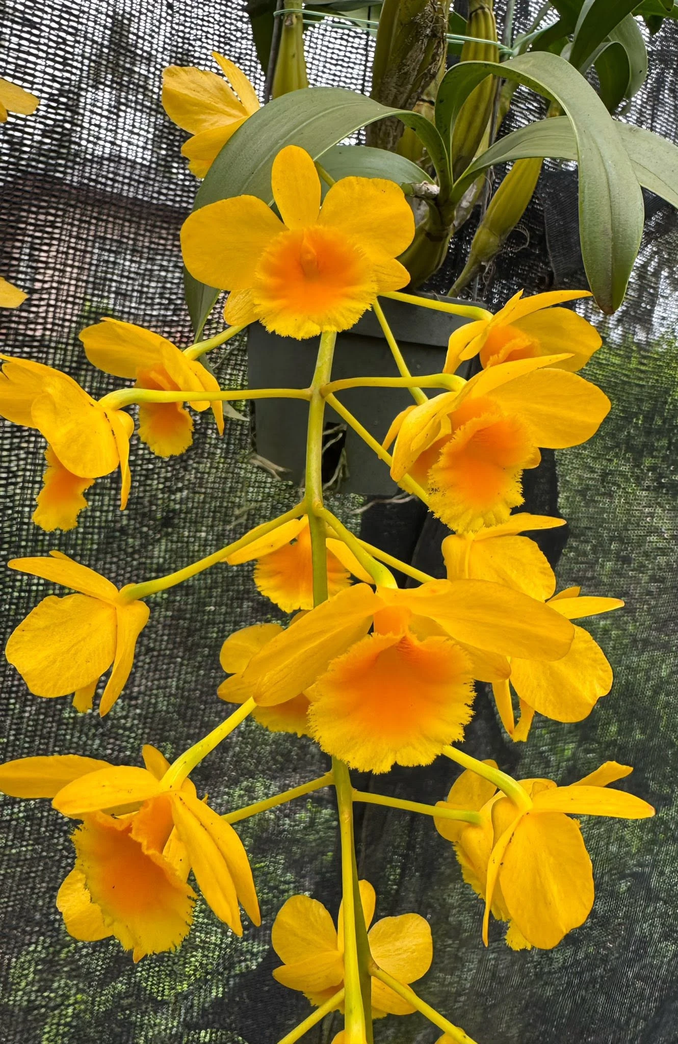 Den.chrysotoxum - 鼓槌石斛