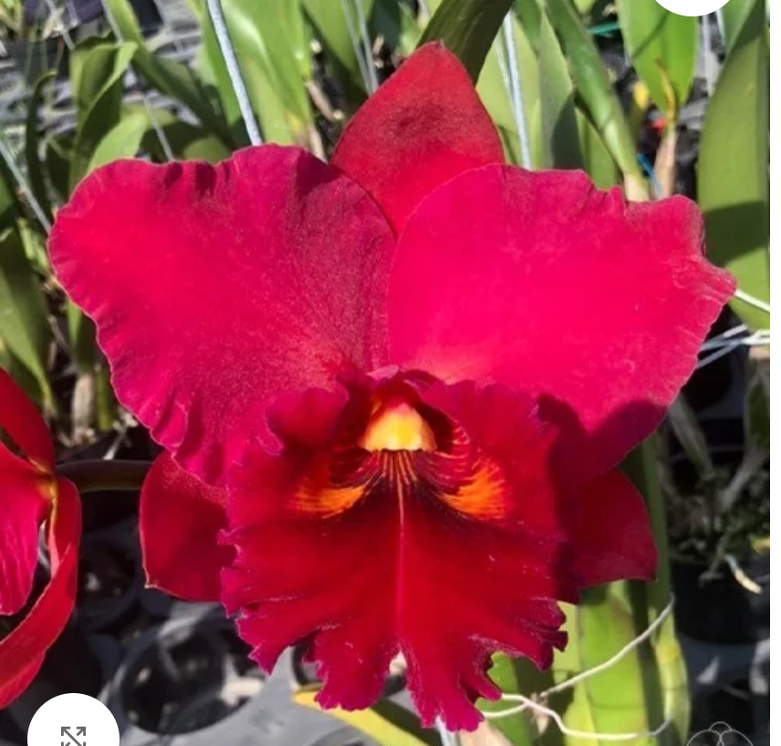Rlc.Taiwan Chief Wine ‘Van Gogh’ - 梵谷