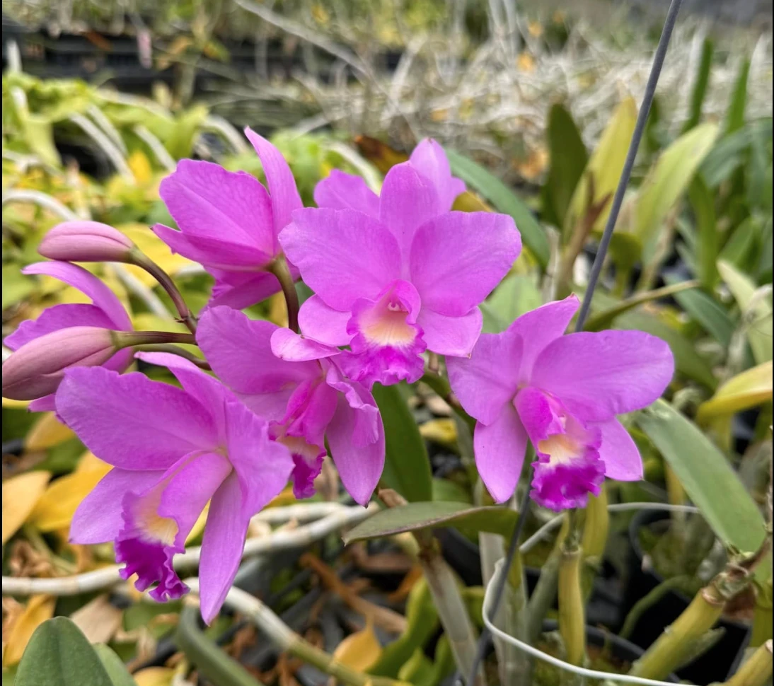 Ctt.Sakura Candy ‘Angel - 櫻花糖果