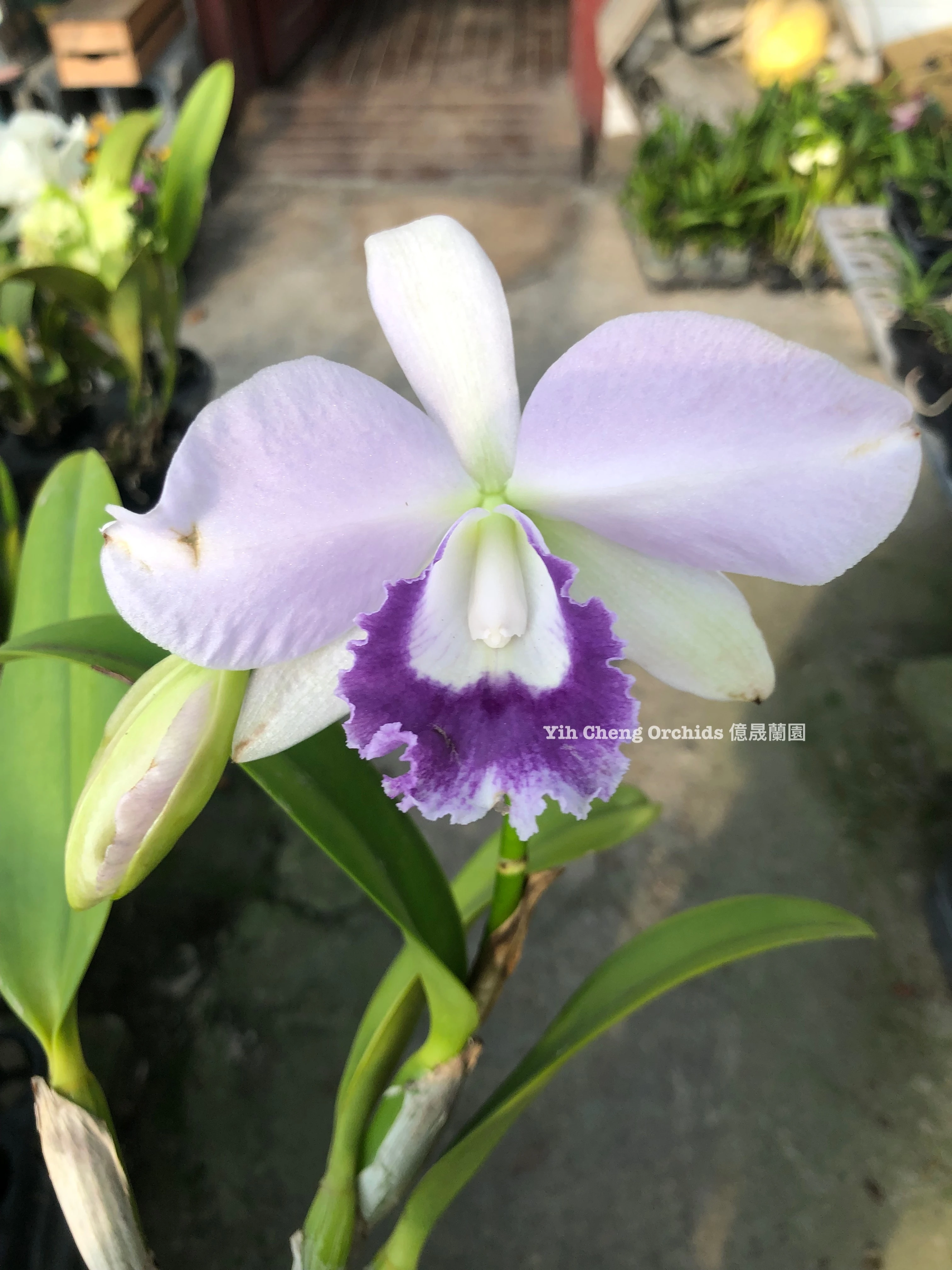 Lc.Blue Angel ‘Glove’ SM/JOGA - 手套