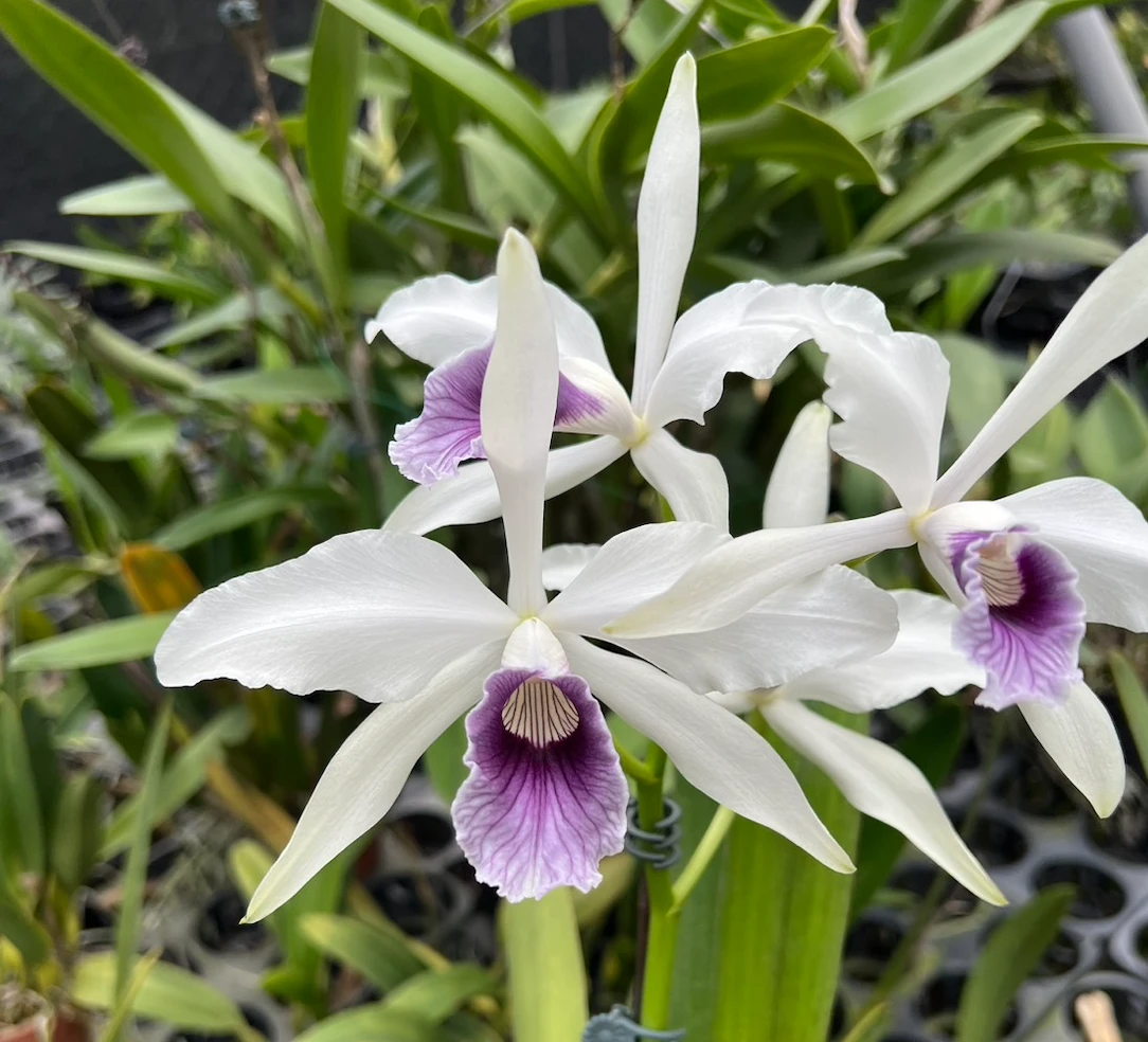 C.purpurata var. werkhauseri x sib - 婆婆灰藍唇