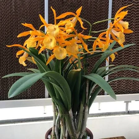 Bc.Golden Glory ‘Apollo’ - 阿波羅