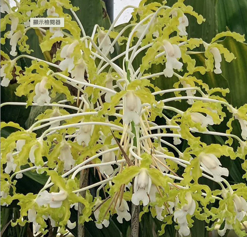 L.undulata alba ‘Graf’s Emerald’AM/ AOS - 白沖天炮