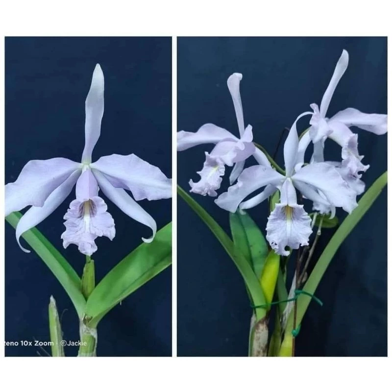 C.maxima var.coerulea. x