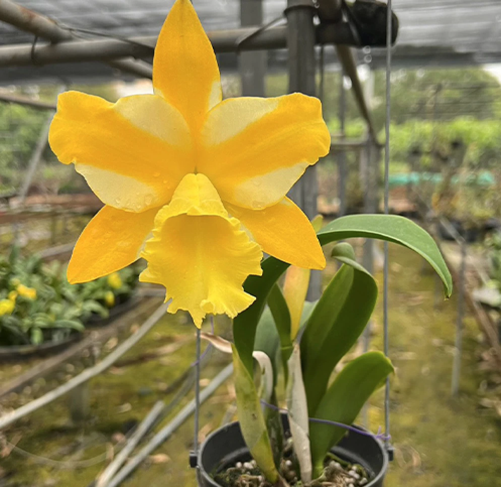 Rlc.Hua Young Gold ‘Pretty’ BM/TIOS - 華陽黃金