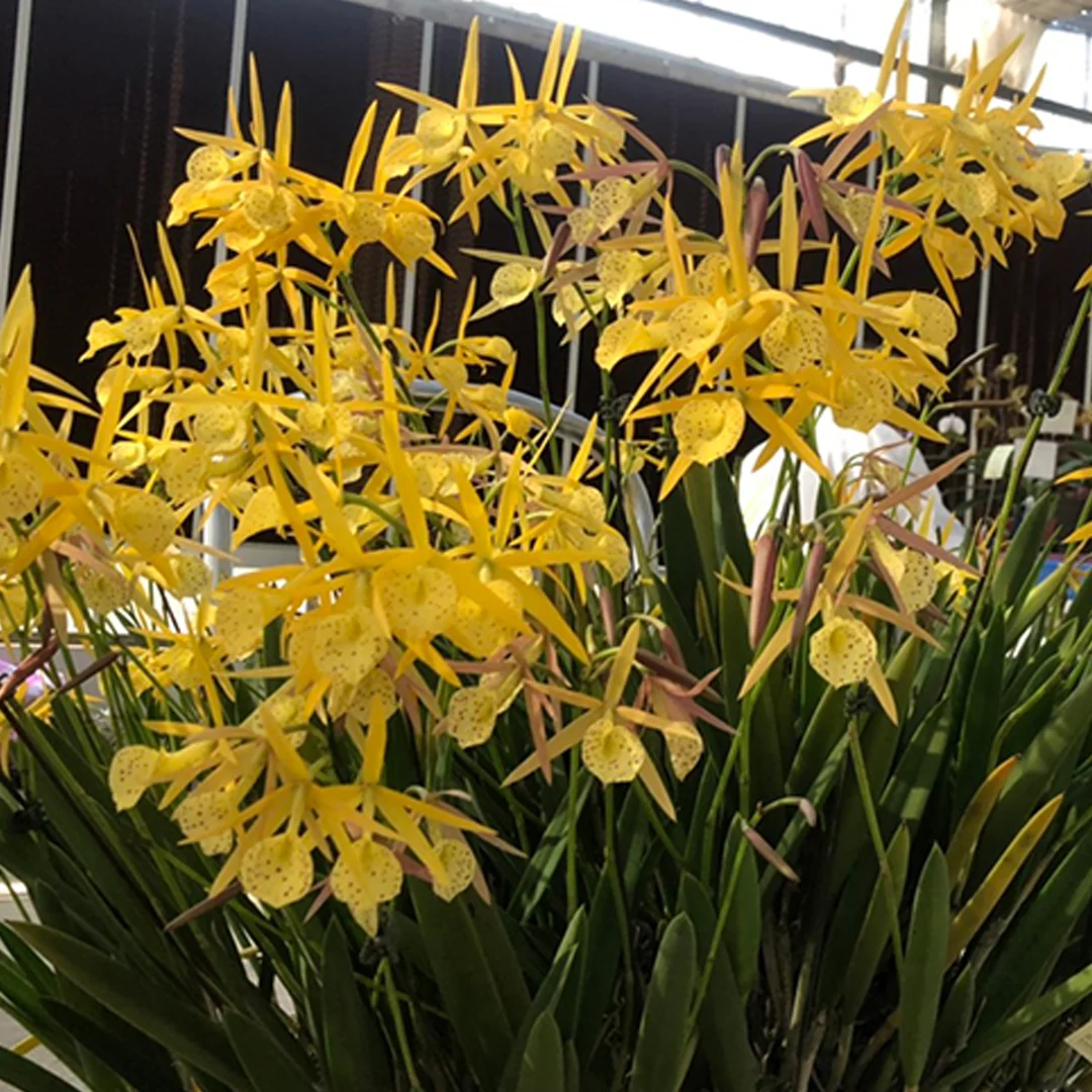 Bc.Yellow Bird ‘Tigertail’ AM/AOS - 黃鳥