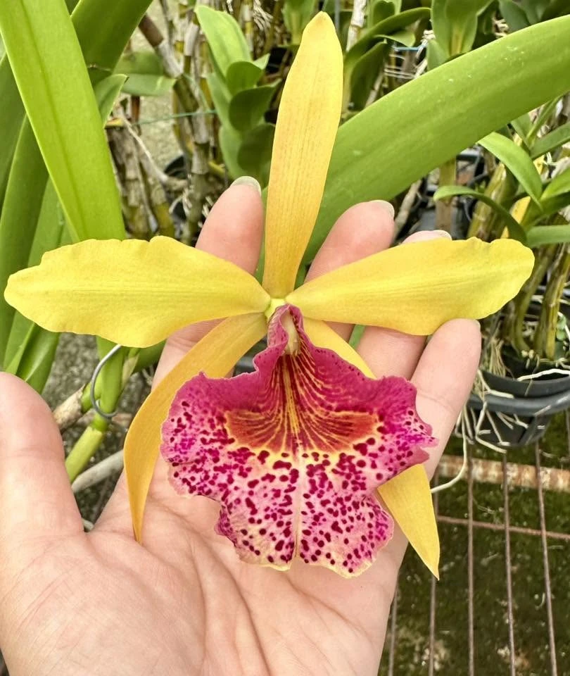 Bc.Keowee ‘Mendenhall’ AM/AOS