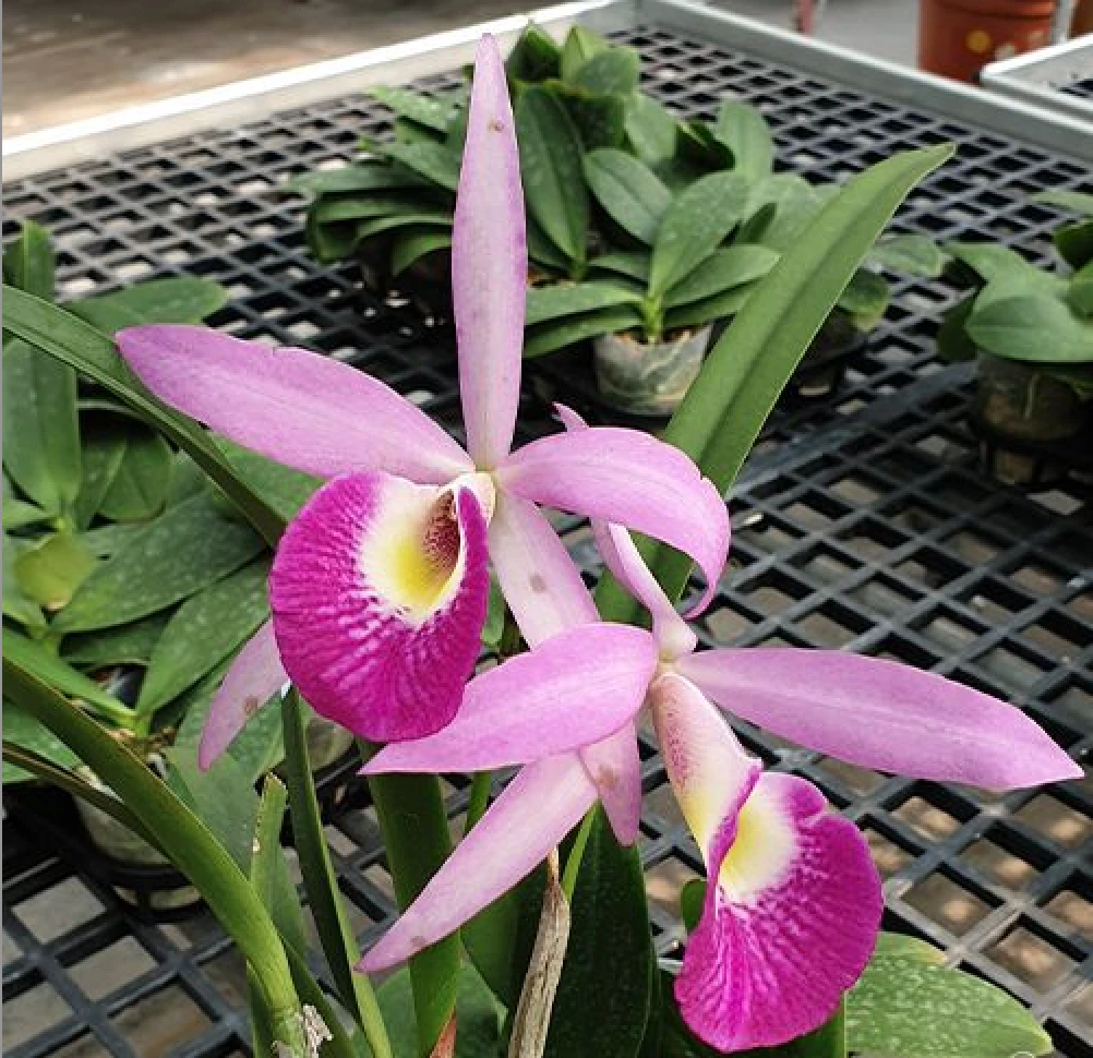 Bc.Yu Toung Star ‘Big Tongue’ 