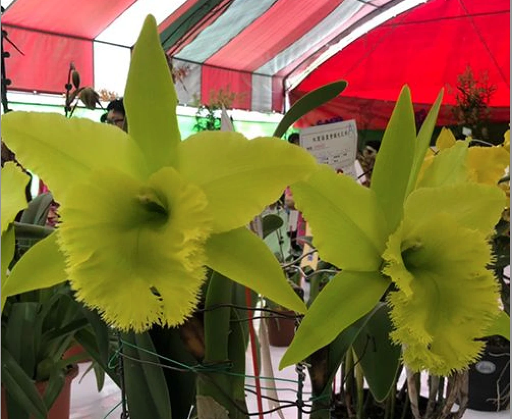 Rlc.Fringe Benefits ‘Green Angel’ - 綠天使