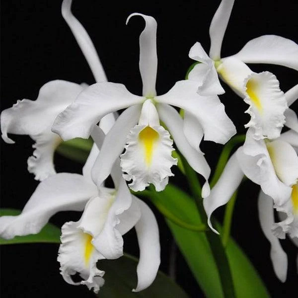 C.maxima var.alba x sib