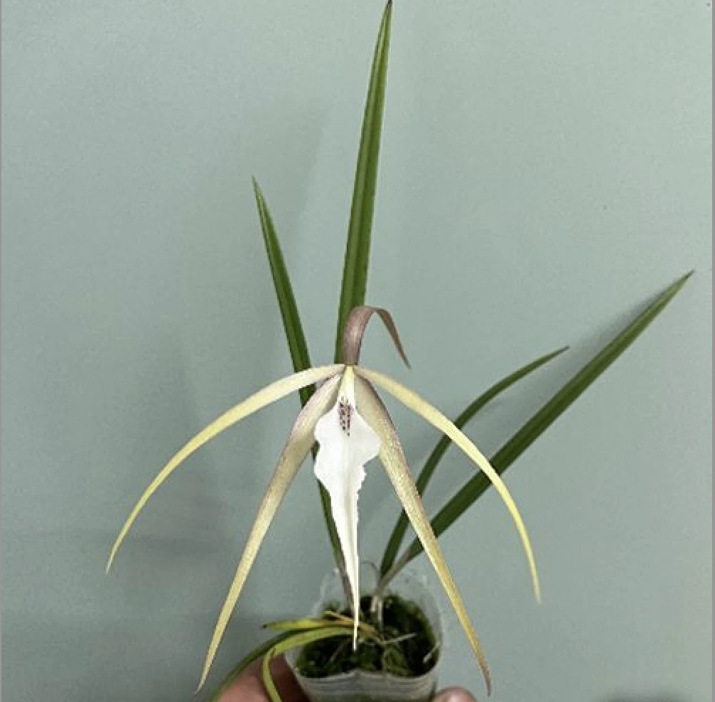 B.Yaki (B.cucullata x B.nodosa)