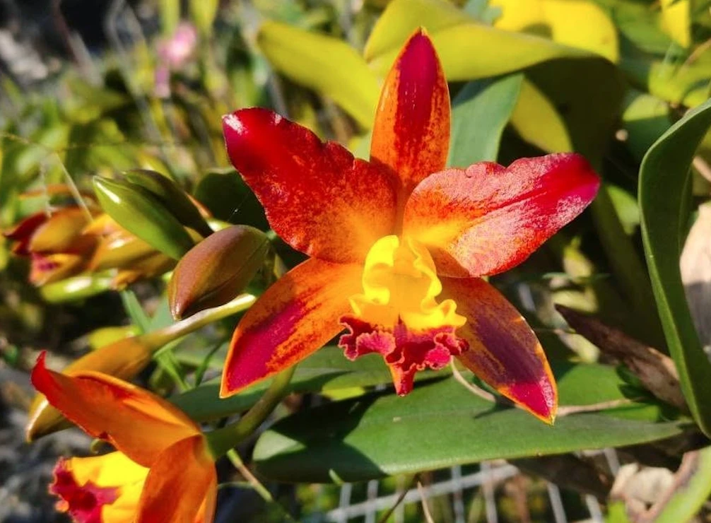 Ctt.Varut Startrack ‘Golden Tiger’ - 金老虎