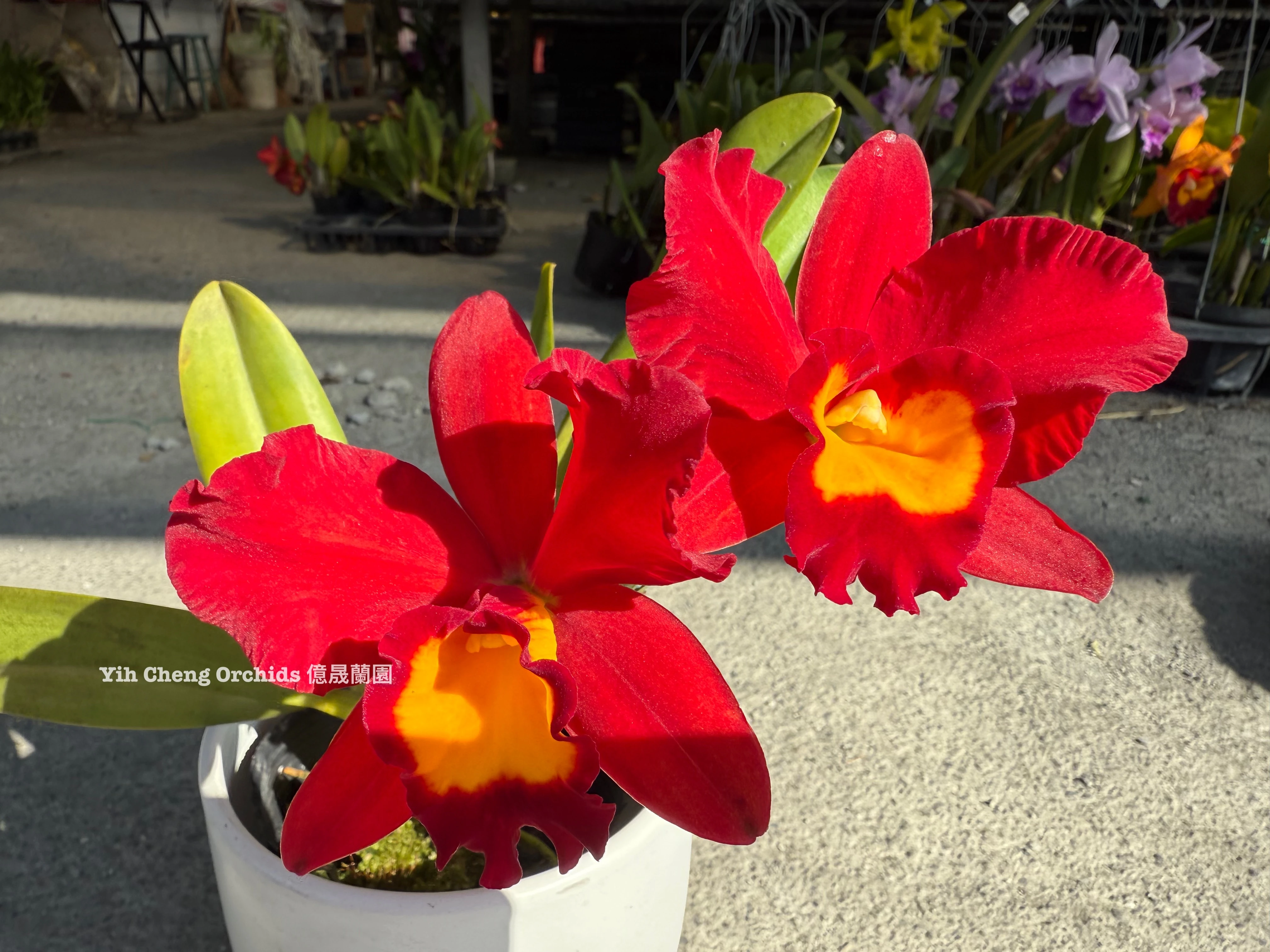 Rth.Smiley Kiss ‘Wilson’ - 紅圓