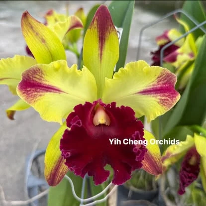 Rlc.Toshie Aoki ‘Starburst’ AM/AOS - 星爆